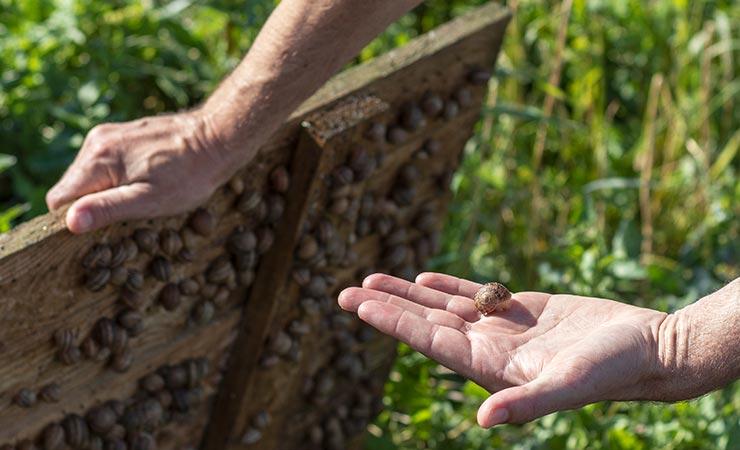 Visites pédagogiques héliciculture Divion